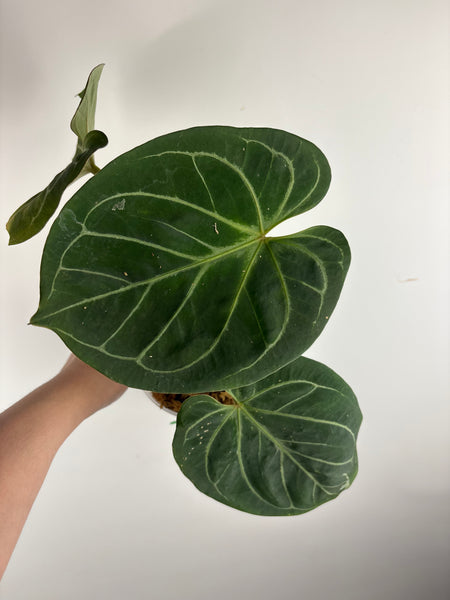 Anthurium king of spades I large