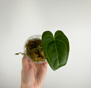 Anthurium papillilaminum Red stem x portillae indo