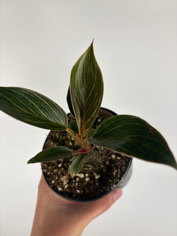 Philodendron Birkin Pink 4 inch