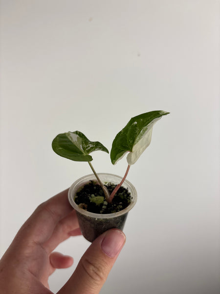 Syngonium albo baby