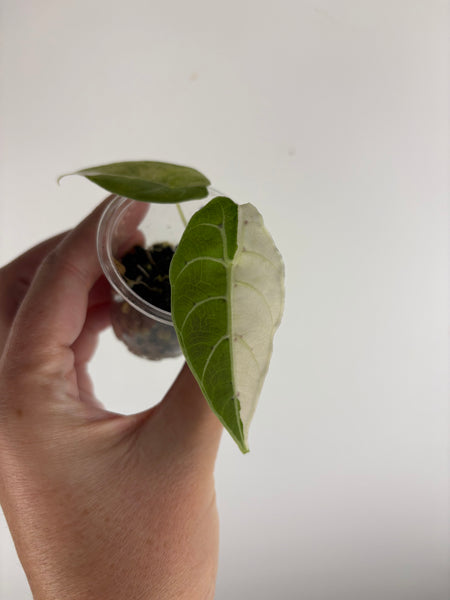 alocasia watsoniana albo