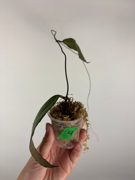 Hoya tanggamus patok besi 4