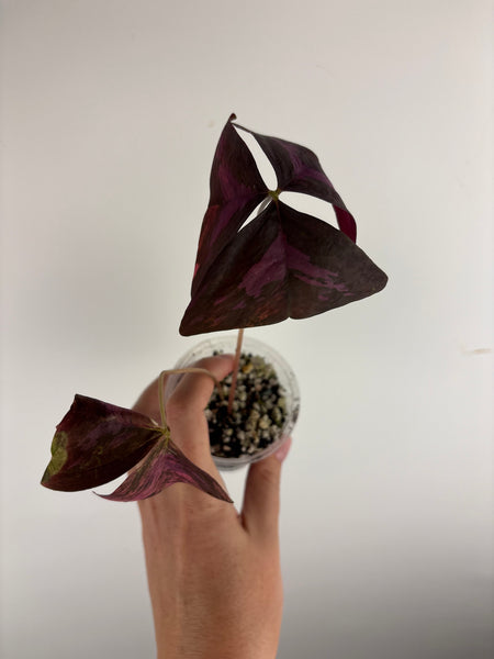 Oxalis triangularis variegated - low variegation