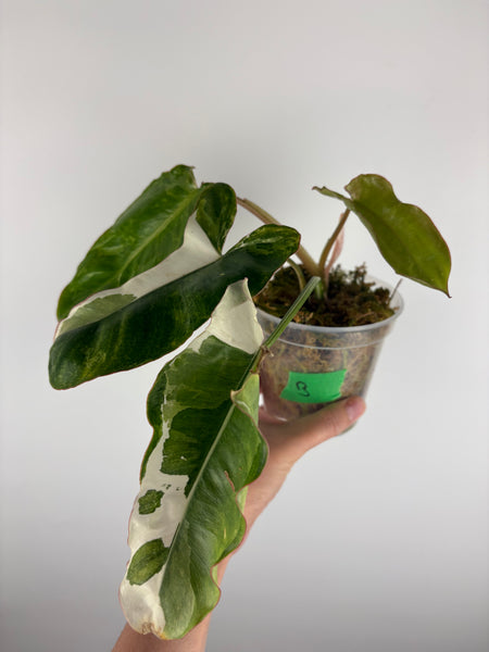 Philodendron paraiso albo variegated B bottom cut activated growth