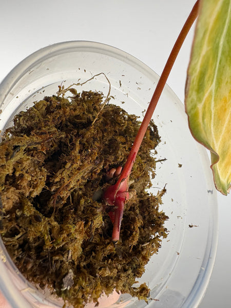 Anthurium crystallinum Petir variegated as is top cut multiple growth points