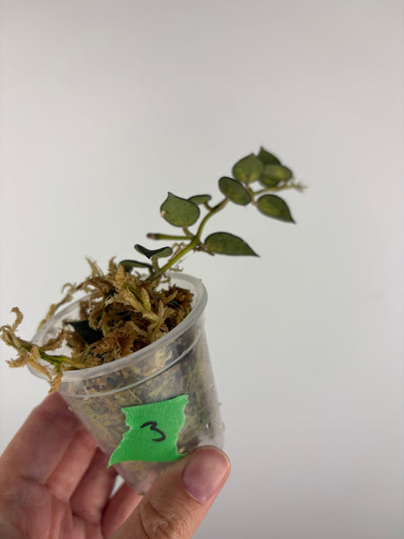 Hoya lacunosa golden flame 3