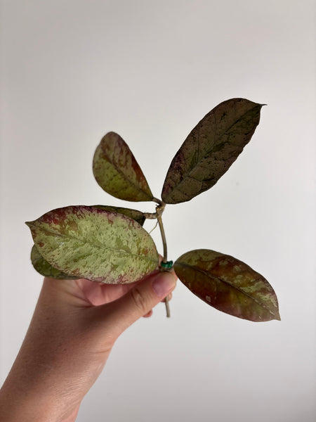 Hoya gunung gading silver ghost top cut
