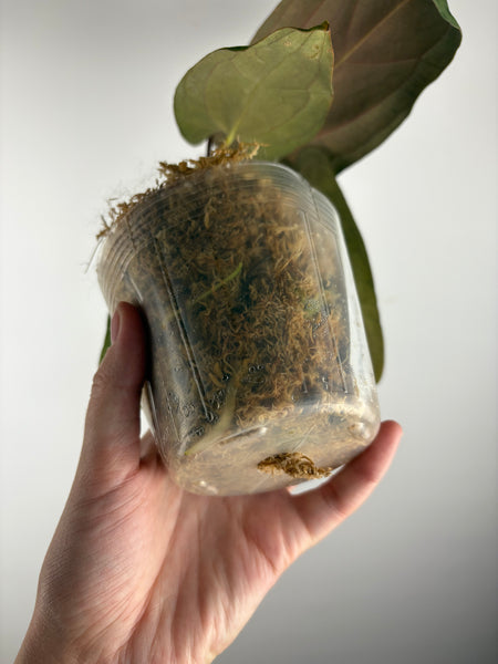 Anthurium papillilaminum fort sherman x red dark phoenix