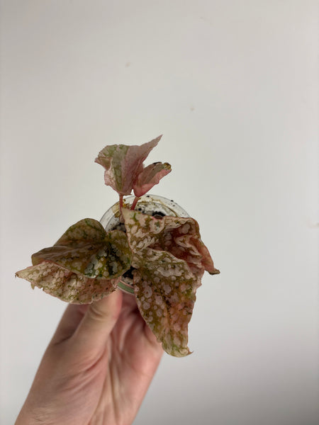 Begonia snow capped variegated E