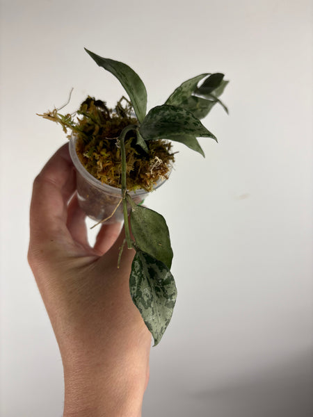 Hoya Lacunosa green flame B