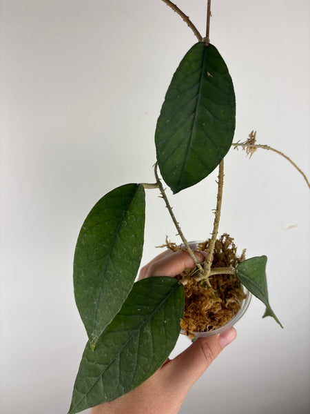 Hoya sp aceh