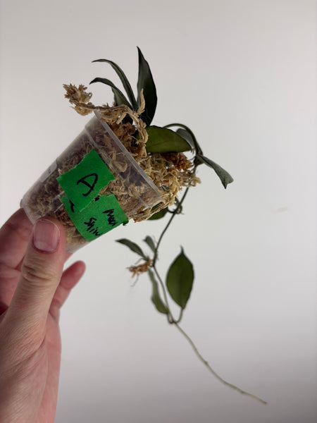 hoya lacunosa moonshine A