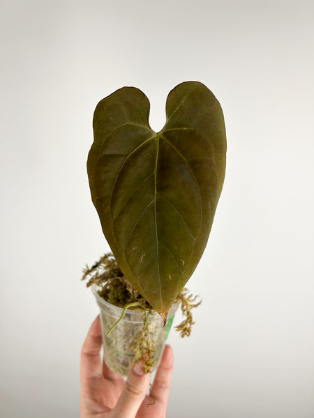 Anthurium bison A as is