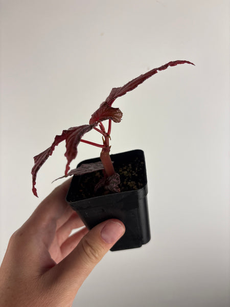 Begonia 'Faerie Dragon' B