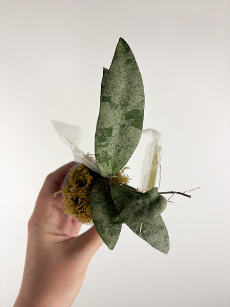 hoya flagellata silver A