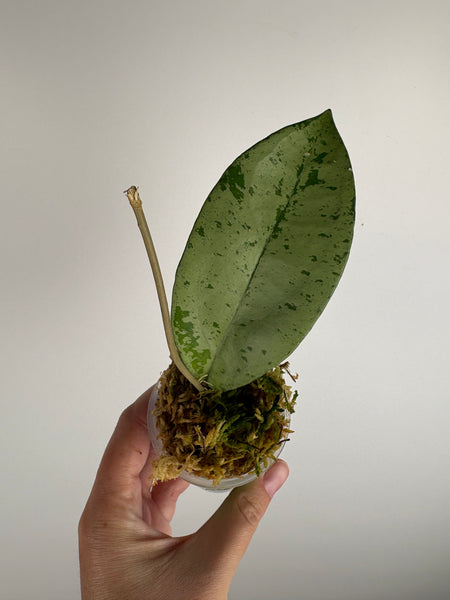 hoya crassipetiolata silver from seed