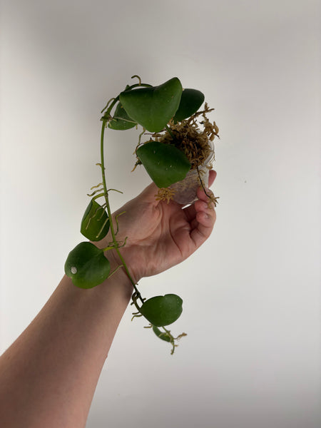 hoya kastbergii B