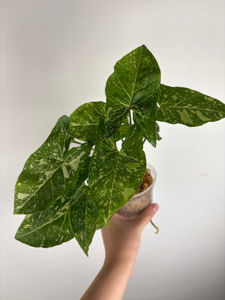 Syngonium panda