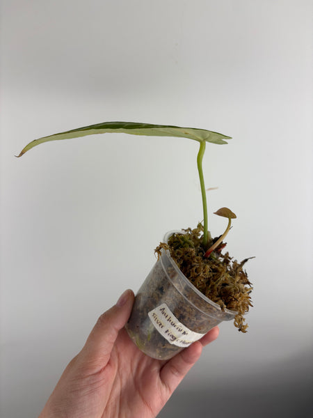 Anthurium silver king x silver tiger as is