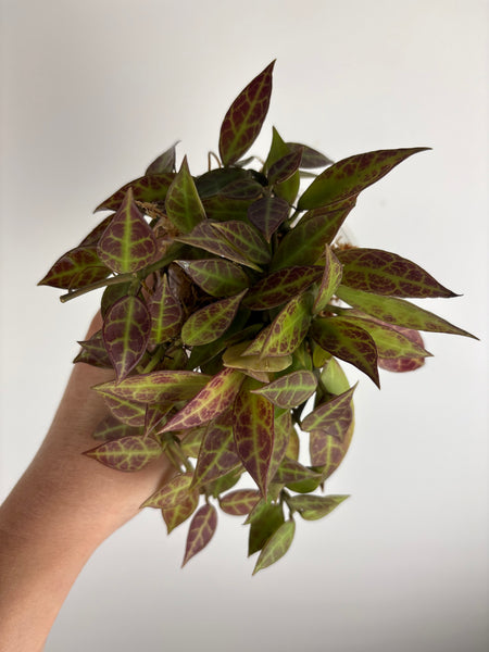 Hoya praewa full plant