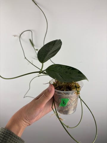 hoya coriacea silver 6