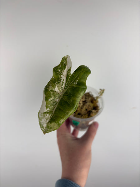 Alocasia pseudo sanderiana pink variegated A