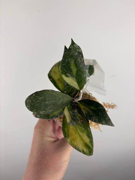 hoya nabawanensis variegated B