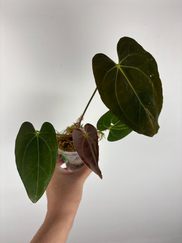 Anthurium blue papi x aos 9
