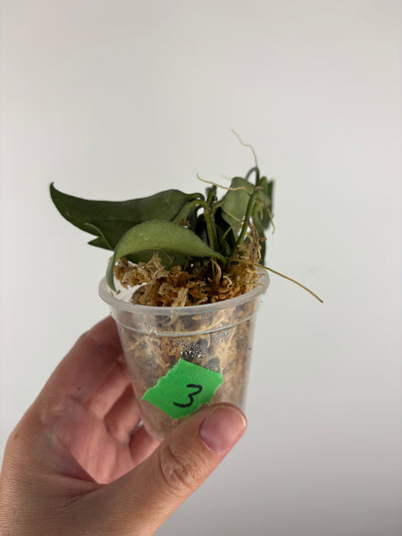 hoya lacunosa silver silvana 3