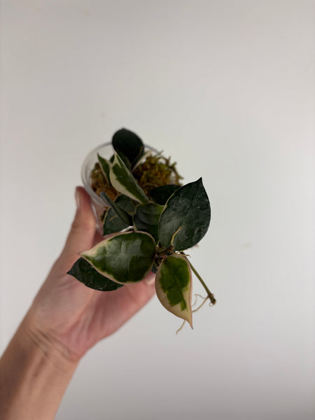 Hoya lacunosa 'Asami' (Wonosobo) 6