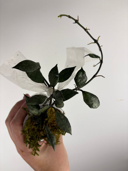 hoya lacunosa violet B