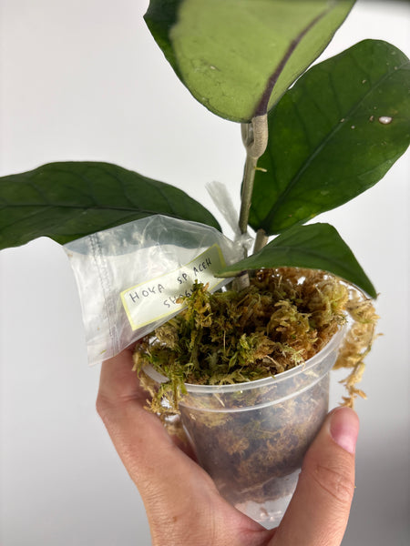 Hoya sp aceh shogun A