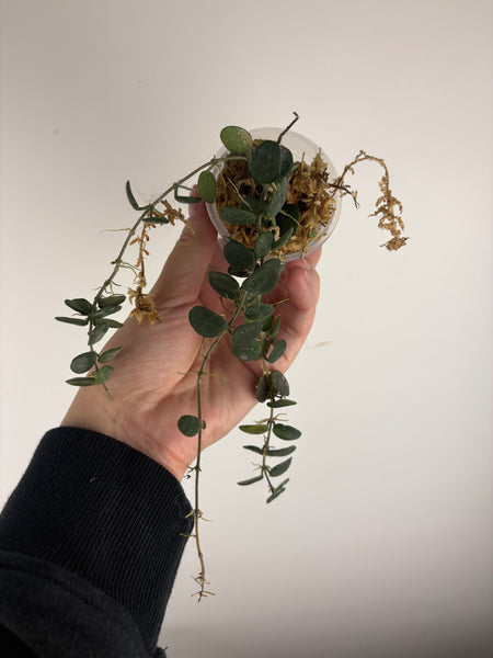 Hoya Serpens A