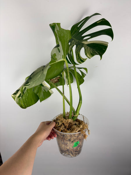 Monstera albo 5