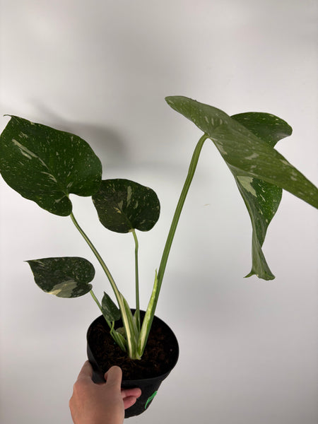 Monstera Thai constellation 6 inch C