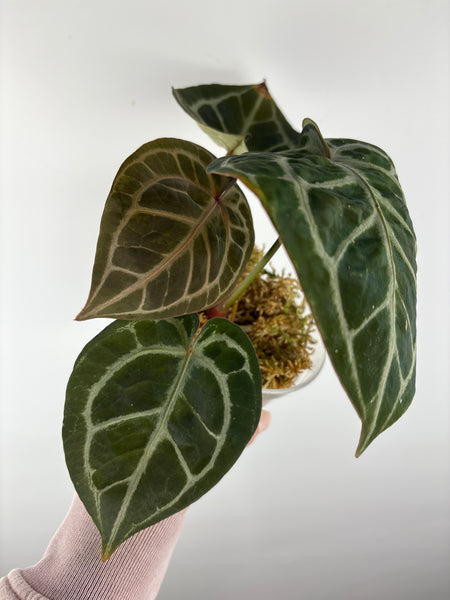 Anthurium black crystallinum 2