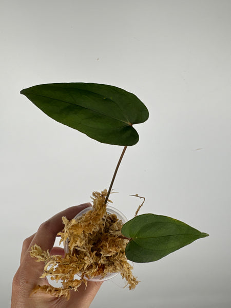 Anthurium blue papi seed 10