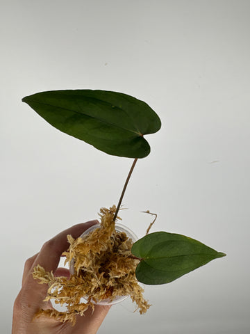 Anthurium blue papi seed 10