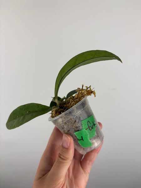 Hoya aff forbesii silver 4