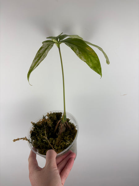 Anthurium clavigerum variegated