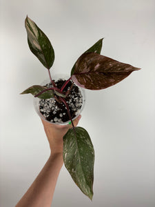Philodendron pink princess marble galaxy 3