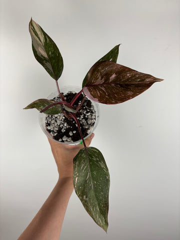 Philodendron pink princess marble galaxy 3