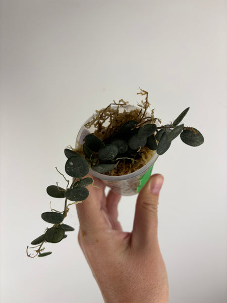 Hoya Serpens B