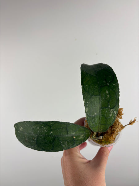 hoya clemensiorum waterfall A