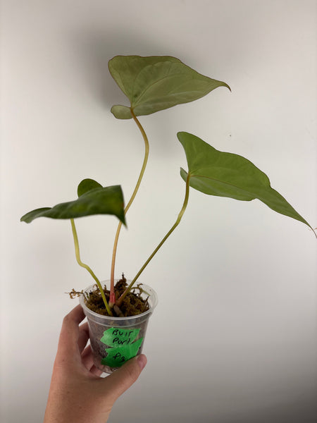anthurium bvit x portillae