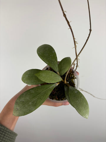 hoya erythrostemma silver