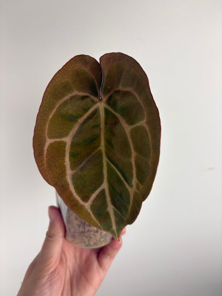 Anthurium
Carlablackiae x
Carlablackiae(Thailand) 8