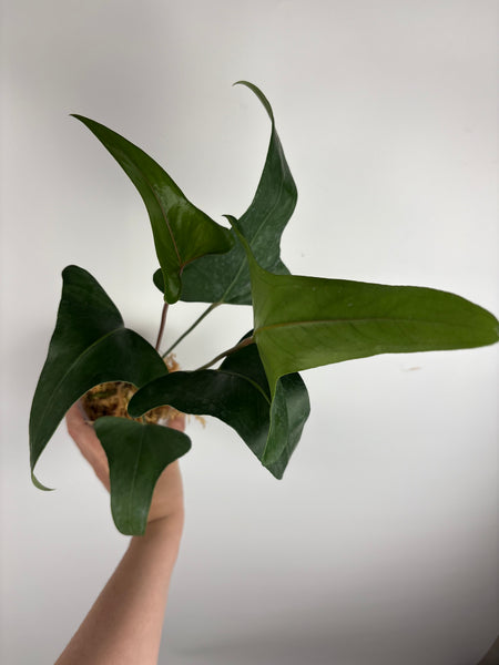 Anthurium cerrobaulense (Thailand)