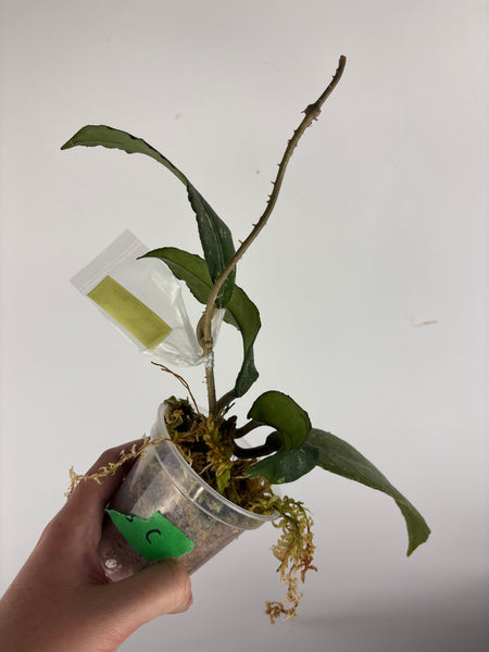 Hoya Sp. Aceh Pandan Dalu C