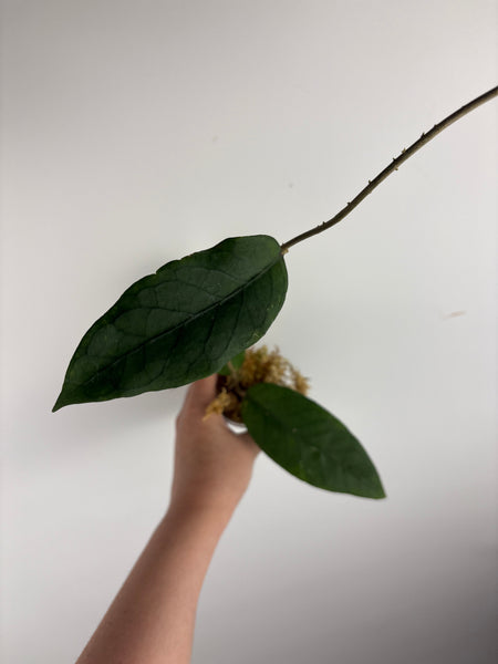 Hoya sp aceh shogun B